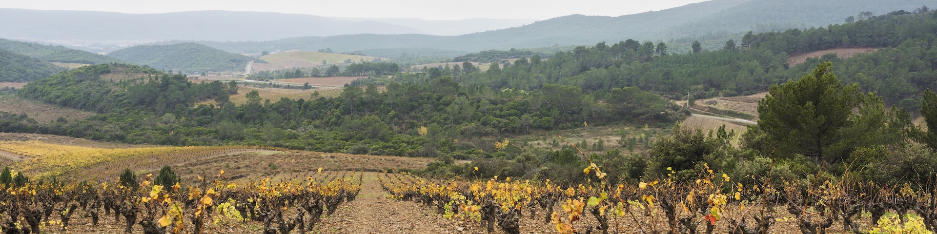 Vineyards in Cessenon-sur-Orb, Hérault, France.