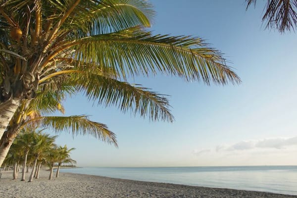 Palm trees (Palma sp.) on beach