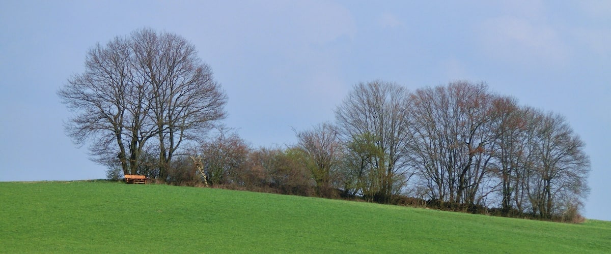 A grassy hill with trees and a wooden bench.