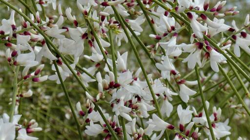When you are hiking in a National Park and you aren’t sure what it is. But it is beautiful.