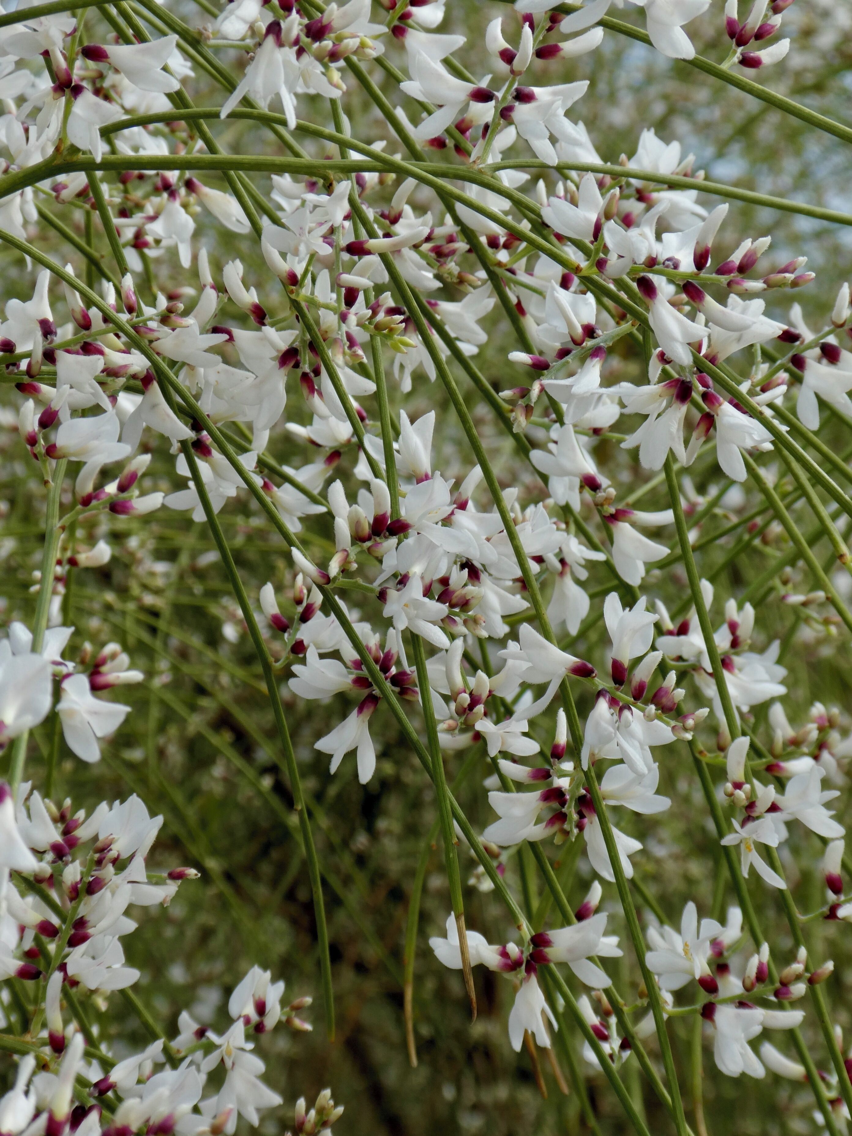 A dense cluster of white flowers with purple centers, hanging from thin green stems.