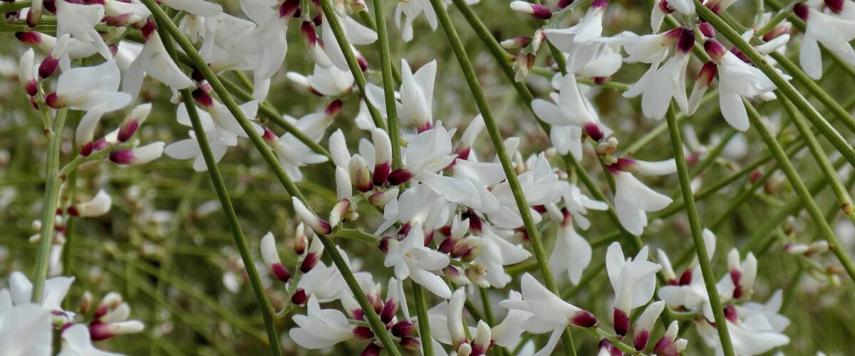 A dense cluster of white flowers with purple centers, hanging from thin green stems.