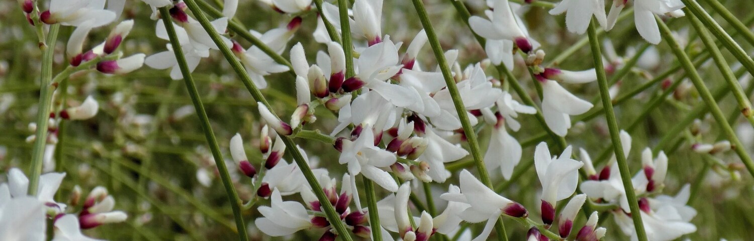 A dense cluster of white flowers with purple centers, hanging from thin green stems.