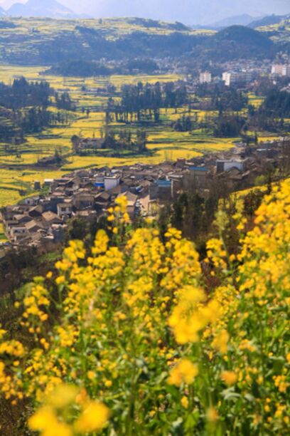A town full with beautiful rapeseed flower screw-like field