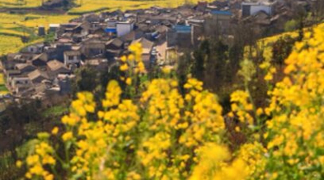 A town full with beautiful rapeseed flower screw-like field