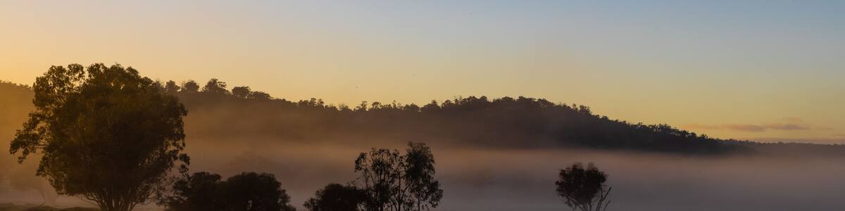 Black swan at early misty sunrise with reflecting trees in lake after heavy rain in the Chittering Valley, Western Australia