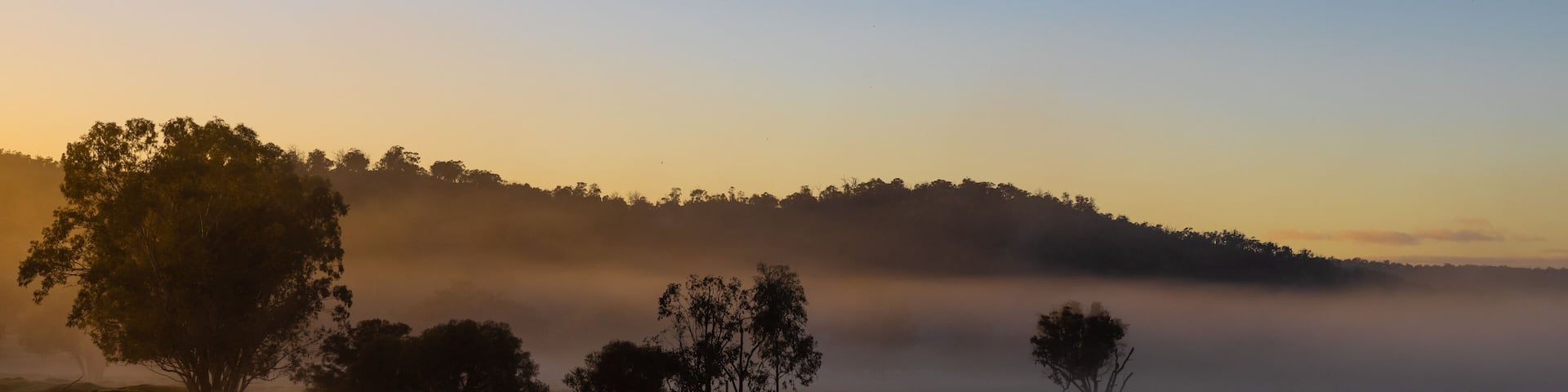 Black swan at early misty sunrise with reflecting trees in lake after heavy rain in the Chittering Valley, Western Australia