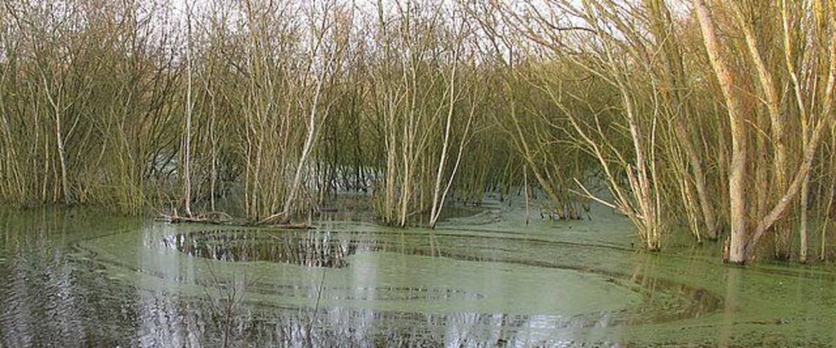 A swampy area with tall, leafless trees and a calm water surface reflecting the trees.