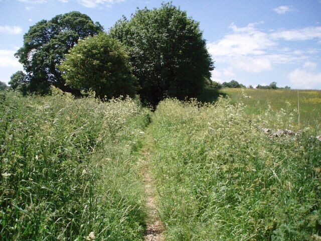 A narrow path through a field with tall grass and trees in the background.