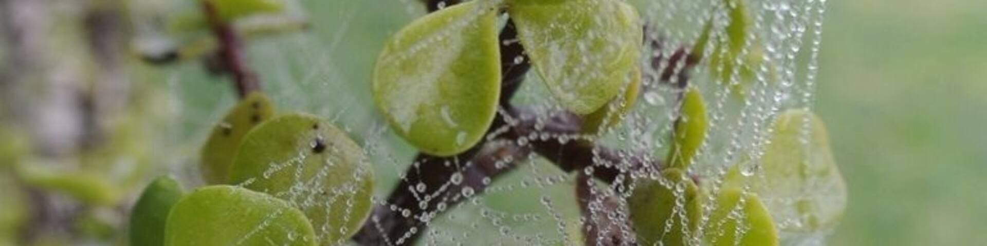 Dew on web on Jade Tree
