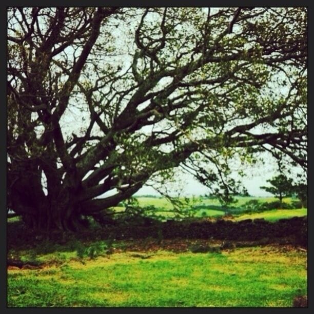 Convict built stone walls Morton Bay fig well over a century old view to Jamberoo #treetrove