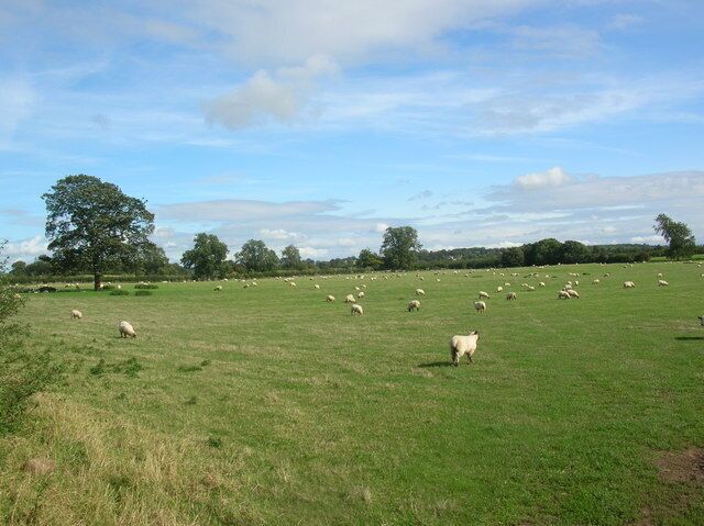 Sheep along Brearton bridleway. Taken from the Occaney to Brearton bridleway.