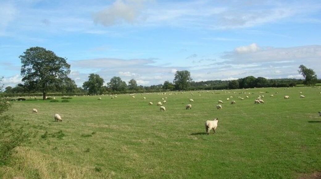 Sheep along Brearton bridleway. Taken from the Occaney to Brearton bridleway.