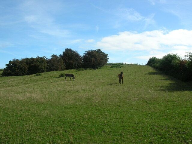 Horse and donkey near Brearton. Taken from the Occaney to Brearton bridleway.