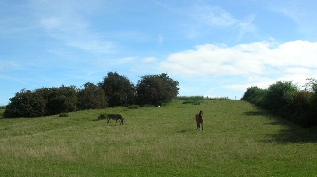 Horse and donkey near Brearton. Taken from the Occaney to Brearton bridleway.