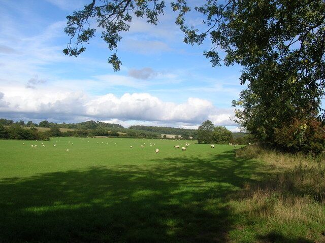 Sheep near Brearton. On a road to nowhere from Brearton. The road stops at a bridleway to Lingerfield.