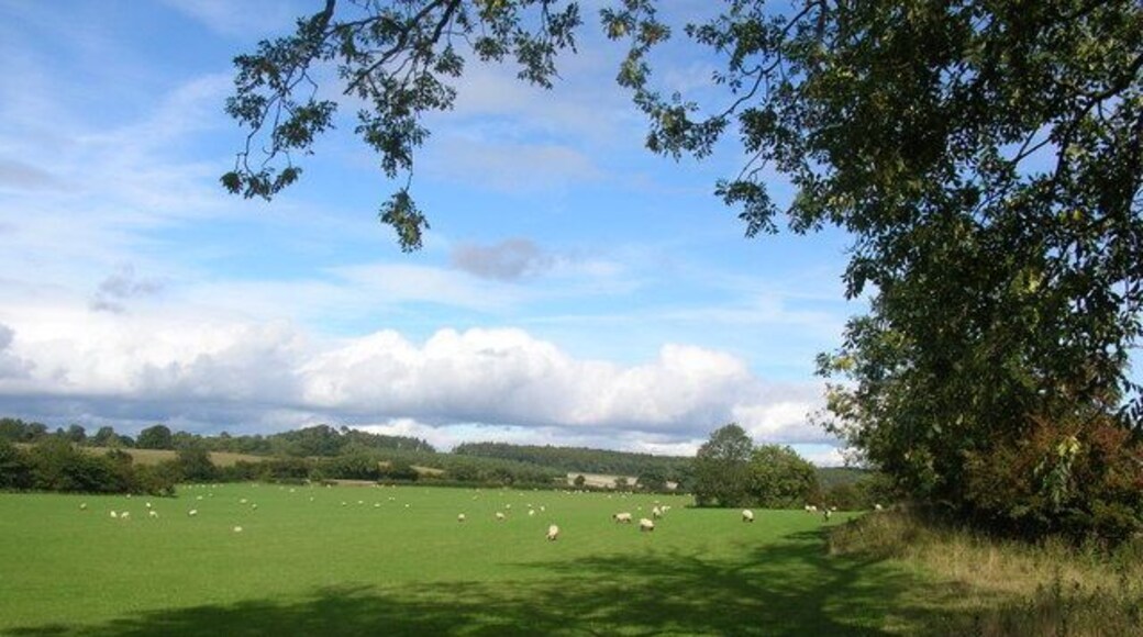 Sheep near Brearton. On a road to nowhere from Brearton. The road stops at a bridleway to Lingerfield.