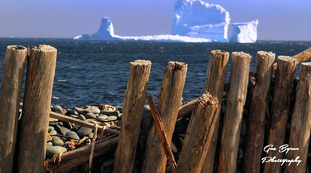 Another great shot by my husband Gus Byrne