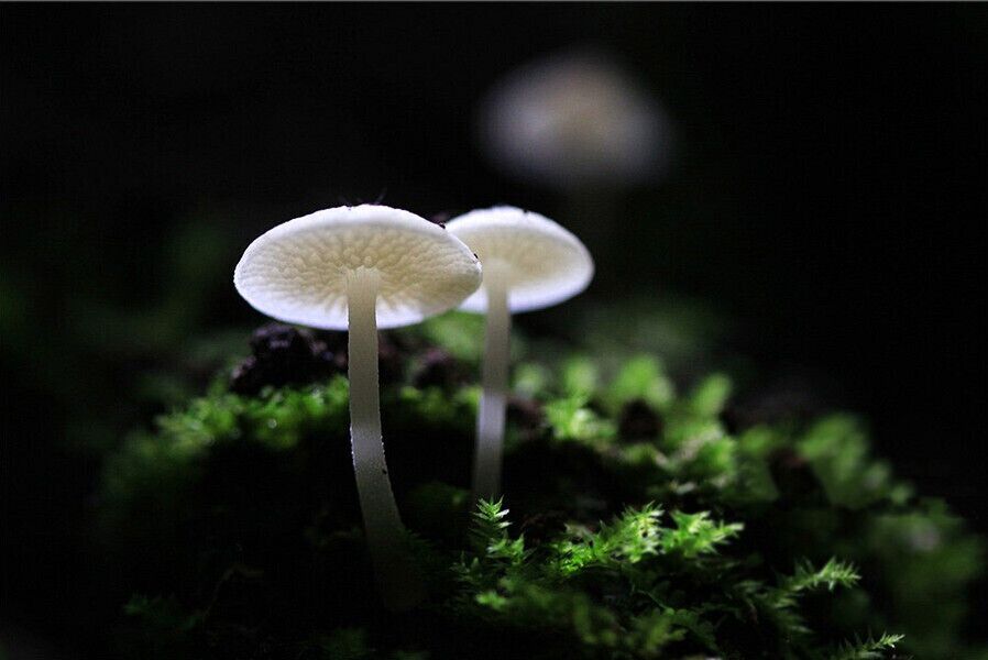 After the rain, there's a fairy tale world live in the sinkholes of #Leye —— the "small umbrellas" hidden in the forest^^.