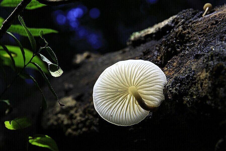  After the rain, there's a fairy tale world live in the sinkholes of #Leye —— the "small umbrellas" hidden in the forest^^