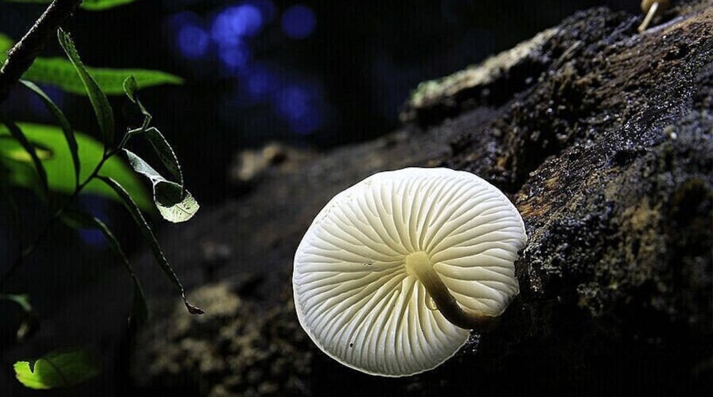 After the rain, there's a fairy tale world live in the sinkholes of #Leye —— the "small umbrellas" hidden in the forest^^