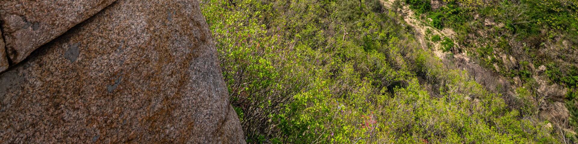 Scenic view of the mountains covered by blossoming azalea in Dazhu Mountain Scenic Area in Qingdao Shandong Province, China