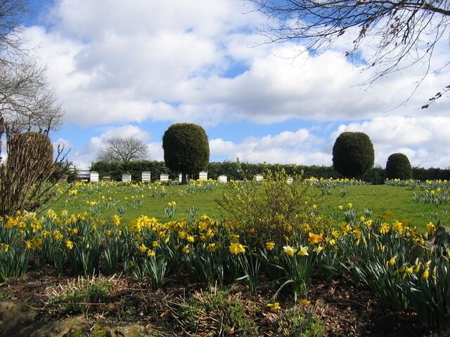 Daffodils and bee hives. A fine display on the green opposite the Butcher's Arms in Priors Hardwick.