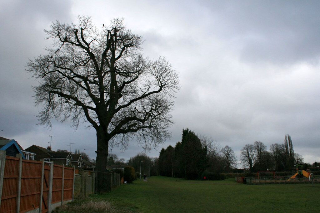 Oak tree and recreation ground Looking toward the end of Vicarage Lane, Ruddington. The recreation ground is basically a patch of grass with a small children's play area, seen here on the right.