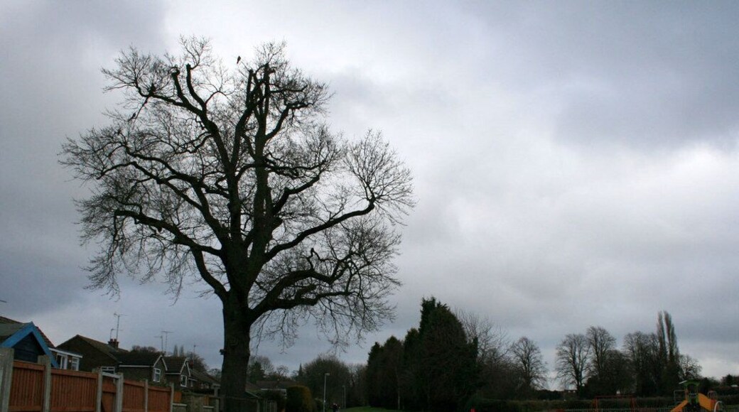 Oak tree and recreation ground Looking toward the end of Vicarage Lane, Ruddington. The recreation ground is basically a patch of grass with a small children's play area, seen here on the right.
