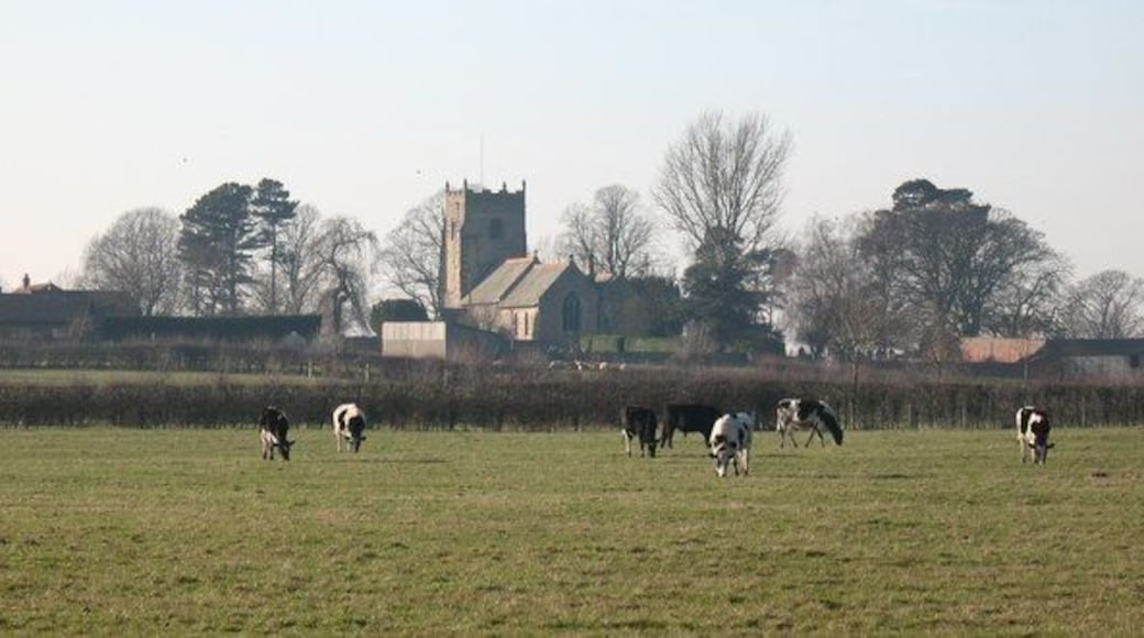 Grazing cattle, Pickhill Looking across the fields towards Pickhill church.