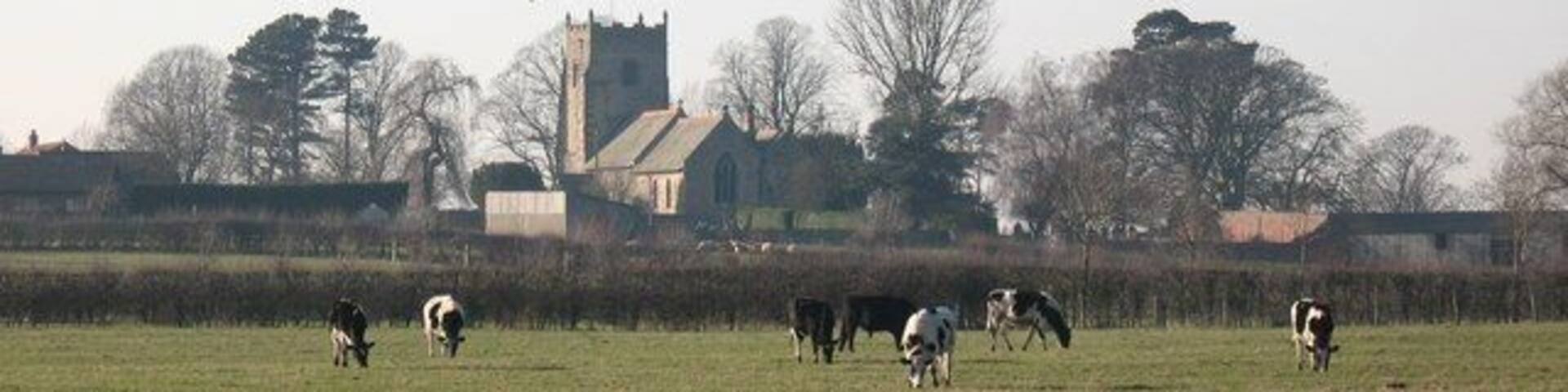 Grazing cattle, Pickhill Looking across the fields towards Pickhill church.