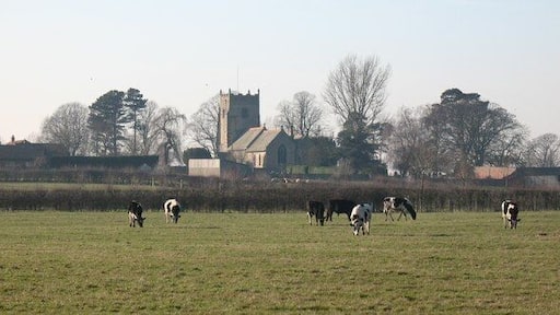 Grazing cattle, Pickhill Looking across the fields towards Pickhill church.