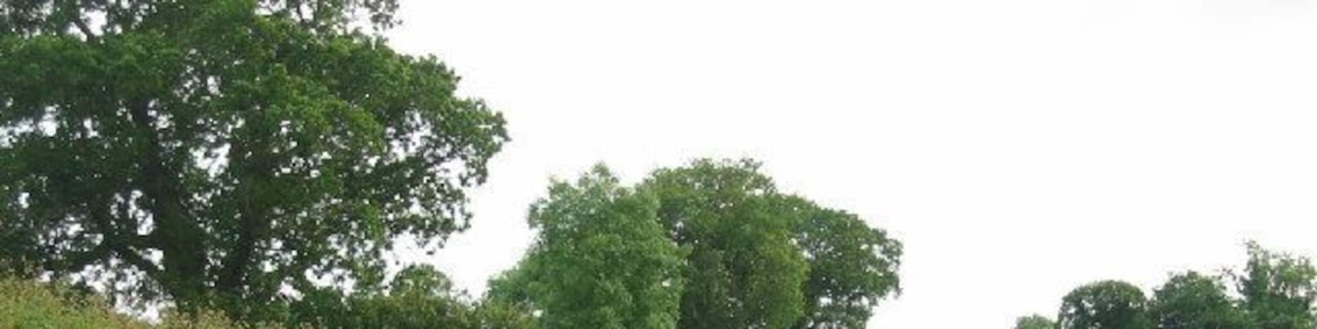 Norley Lane, Norley. A typical Cheshire lane with hedges and trees edging the fields.