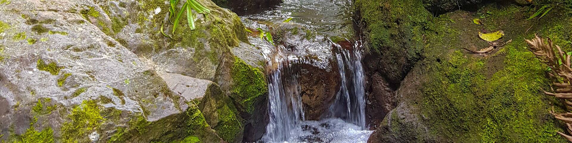 Oasis inside forest te rua manga trek