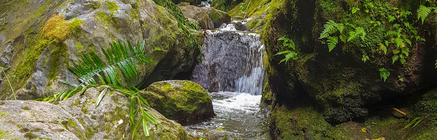 Oasis inside forest te rua manga trek