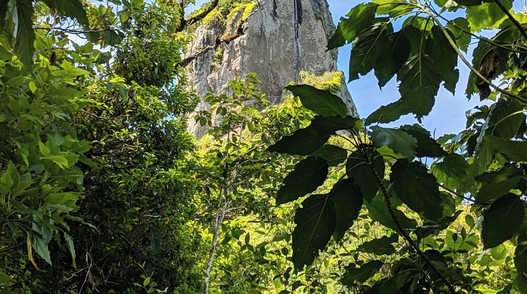 What an #adventure on our trip to "The Needle" one of the highest points on the island of #rarotonga
