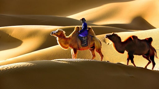 Beautiful #Esozoic-cenozoic Desert in the Inner Mongolia Autonomous Region of #China.
https://twitter.com/Beautifulgx