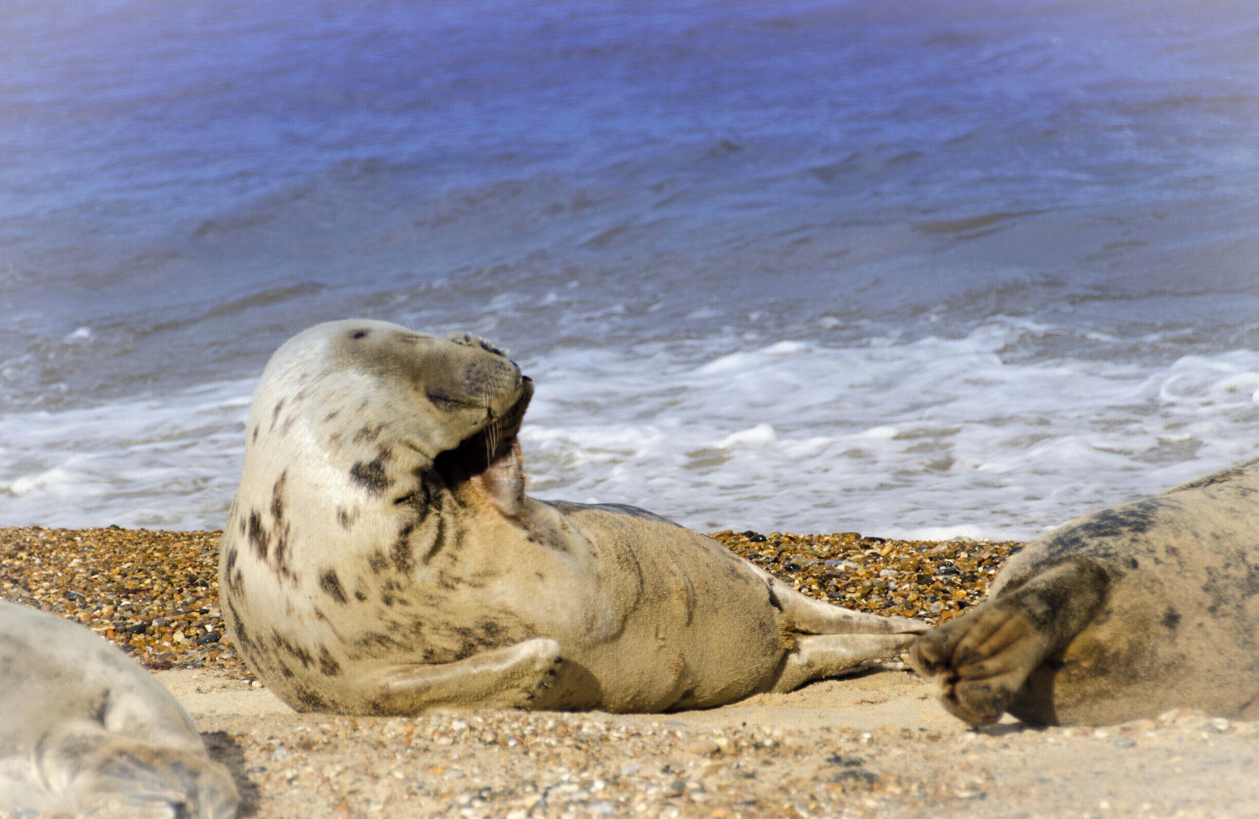 Seal Pups at Horsey Gap

Draw me like one of your French seals

#wildlife 