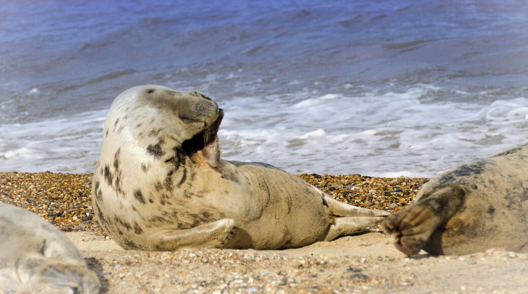 Seal Pups at Horsey Gap
Draw me like one of your French seals
#wildlife