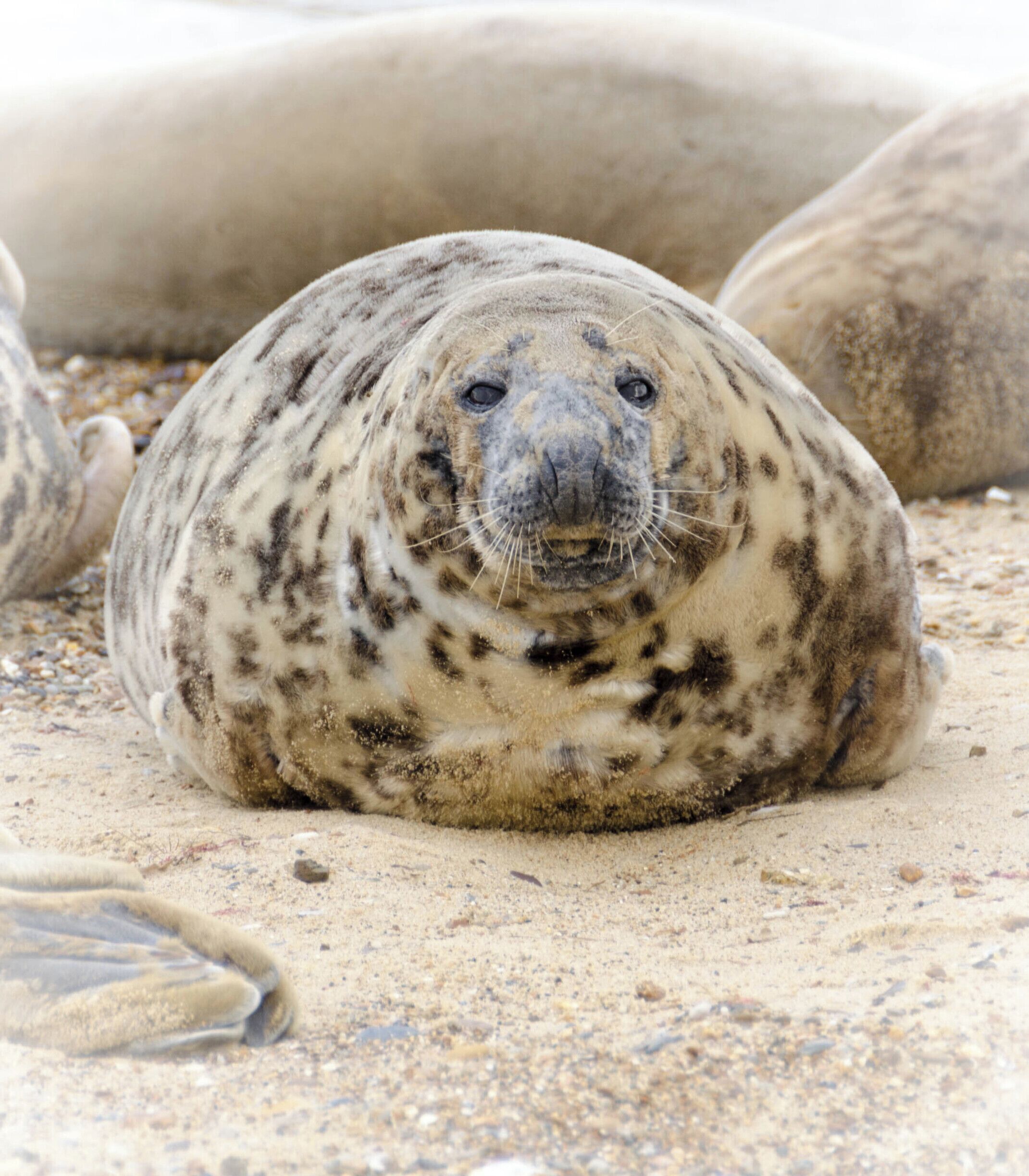 Seal Pups at Horsey Gap #wildlife 