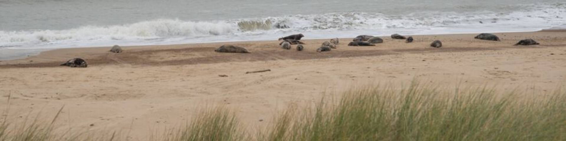 See the seals on the beach