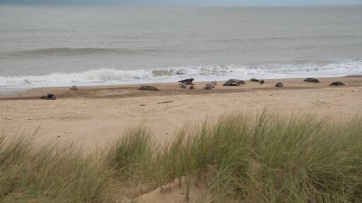 See the seals on the beach