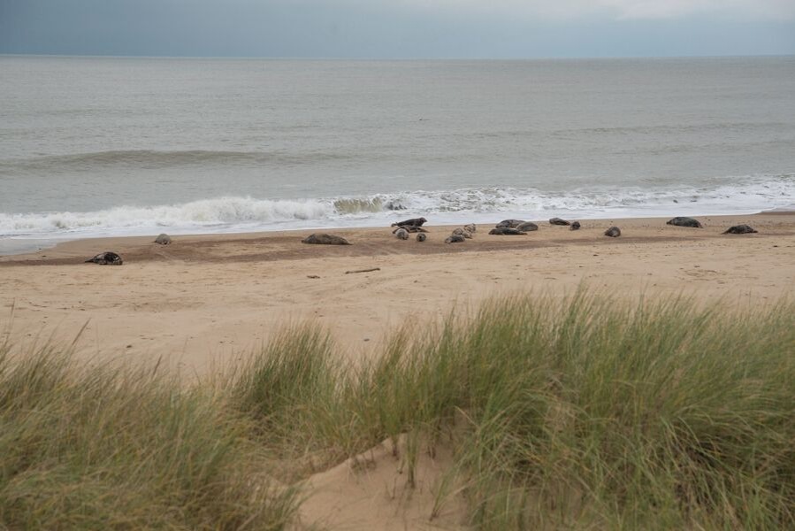 See the seals on the beach