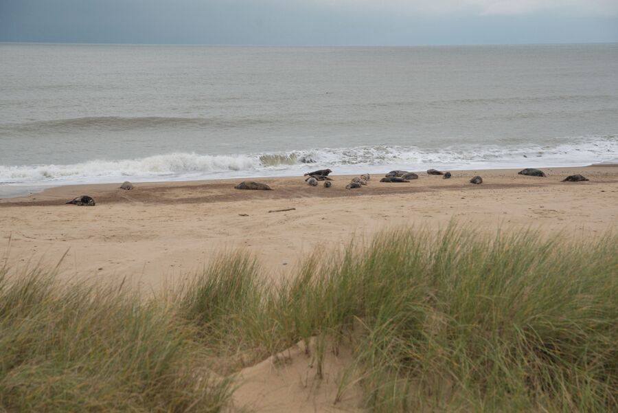 A beach with sand dunes and scattered rocks.