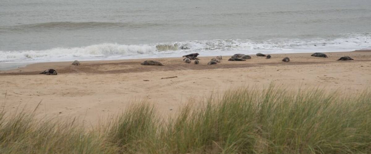 A beach with sand dunes and scattered rocks.