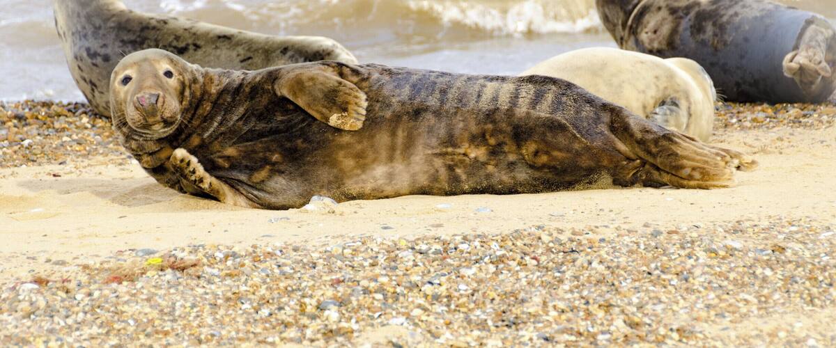 Seal Pups at Horsey Gap #wildlife