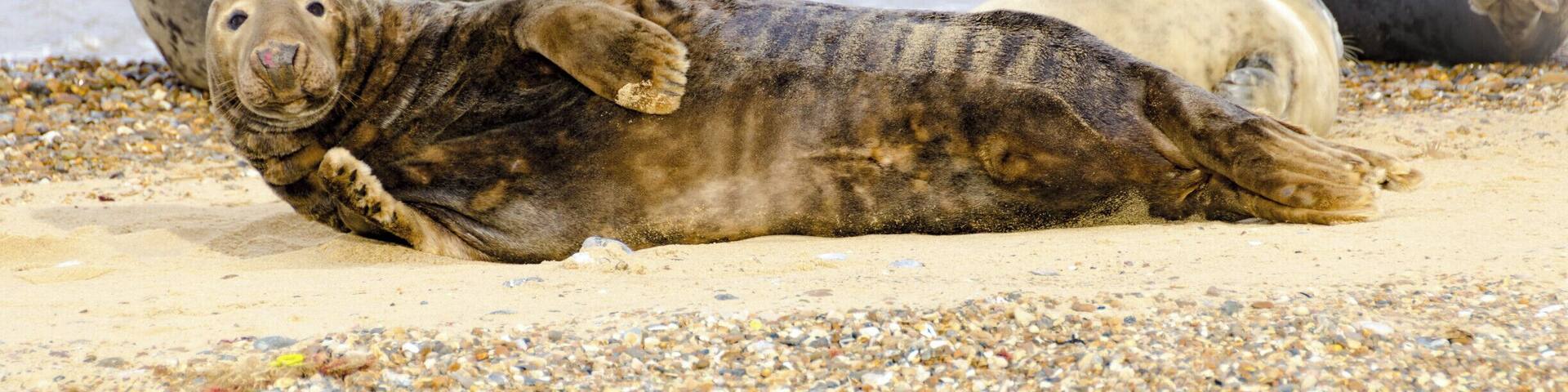 Seal Pups at Horsey Gap #wildlife