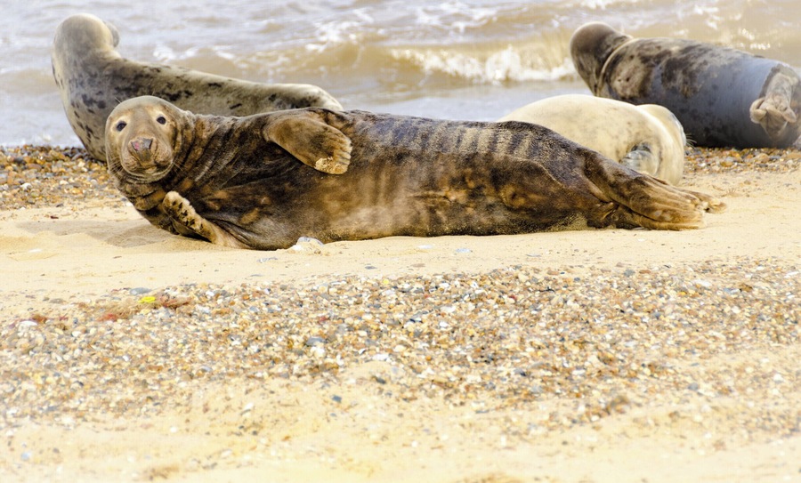 Seal Pups at Horsey Gap #wildlife