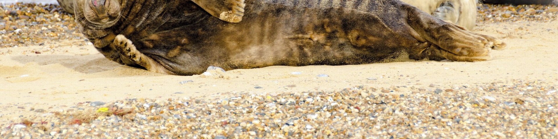 Seal Pups at Horsey Gap #wildlife