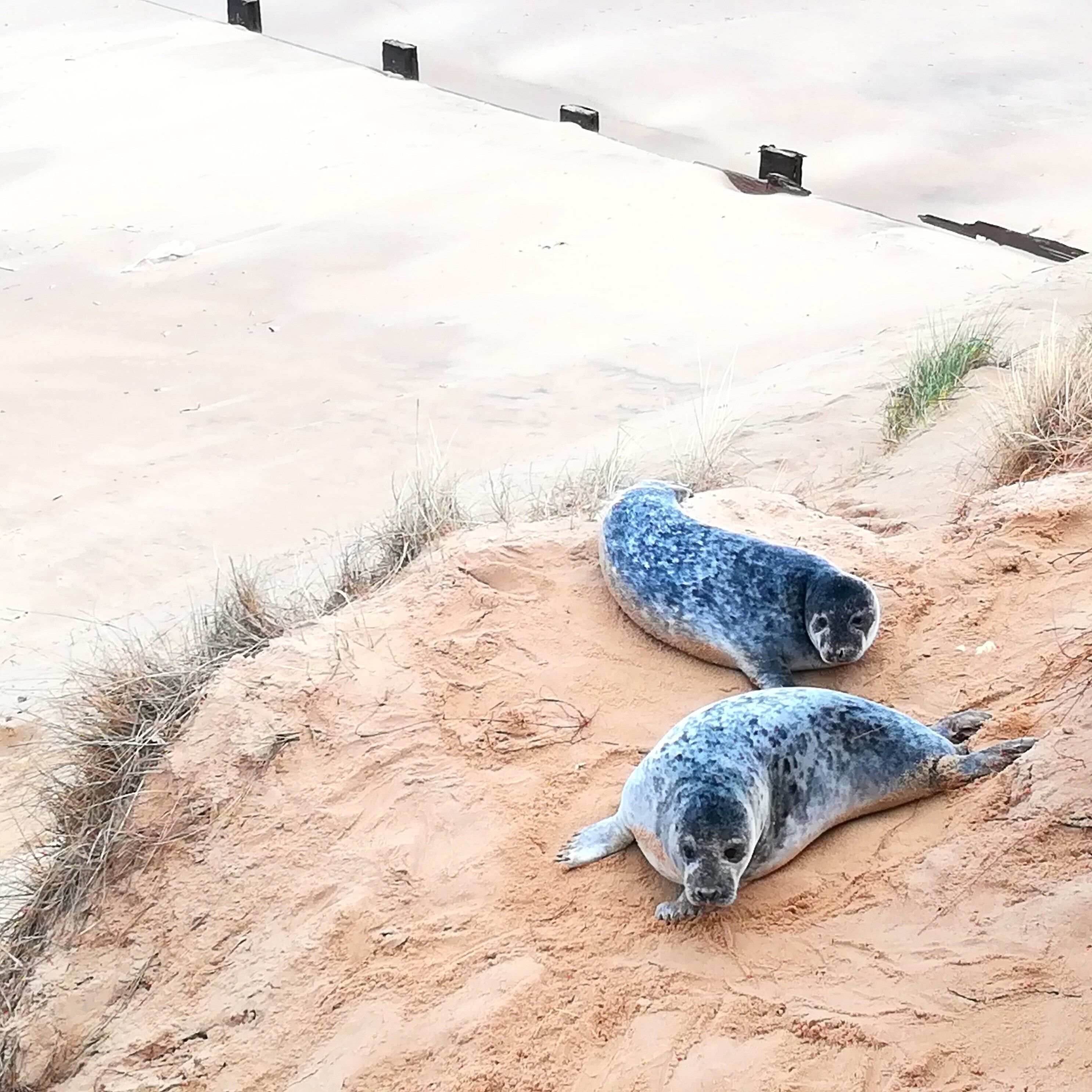 I found these pups against the cliffs sheltering from the wind, and very close to the path!

#seals #Norfolk #wildlife #England #beach 